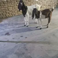 بز افغانی