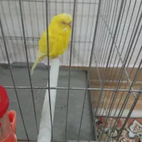 یک عدد مرغ عشق بالق نر ،مست آماده جفت|پرنده|رشت, کوی مهر|دیوار