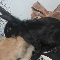 خرگوش  نرو ماده|موش و خرگوش|سنندج, |دیوار