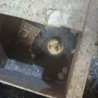 عروس هلندی جفت مولد کار داده تازه با تخم کرده