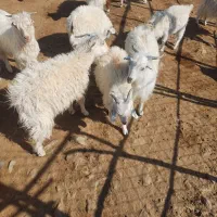 فروشی|حیوانات مزرعه|چاه مرید, |دیوار