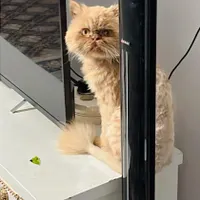 فروش گربه پرشین نارنجی خانگی