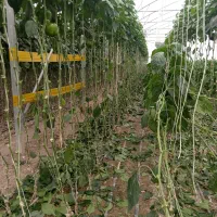 گلخانه|استخدام صنعتی، فنی، مهندسی|لردگان, |دیوار