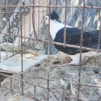 جوانه ساده کاکلی افشون|پرنده|تربتحیدریه, آغوی|دیوار