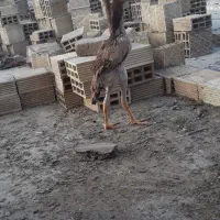 جوجه لاری اوشامو
