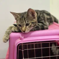 گربه واگذاری