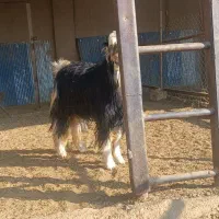 کهره چپش برزی|حیوانات مزرعه|شیراز, کیان آباد|دیوار