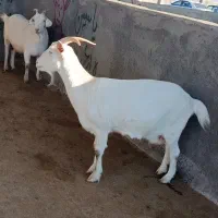 بزسانن|حیوانات مزرعه|تربت جام, کاریز نو سفلی|دیوار