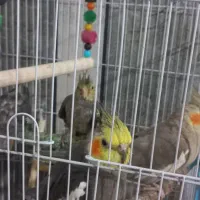 فروش عروس هلندی