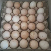 تخمرغ محلی و دوزرده