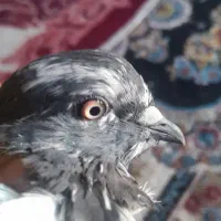دوعدد کبوتر گرگی|پرنده|نیمروز, |دیوار