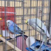 جفت مرغ عشق رینبو