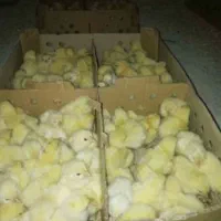 جوجه یک روزه گوشتی (راس) و گلپایگان