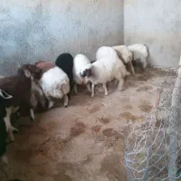 بره چاق وثابت باب کشتار|حیوانات مزرعه|کرمانشاه, |دیوار