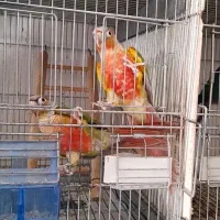 جفت گرینچیک فول سرخ مولد