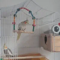 عروس هلندی