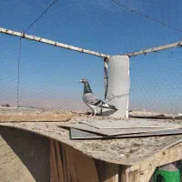 کفتر پلاکی|پرنده|شیراز, شهرک دارایی|دیوار