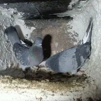 کفتر|پرنده|نهاوند, |دیوار
