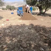 کود گوسفند کهنه درجه یک