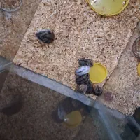 تعدادی همستر زیبا