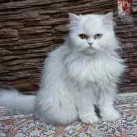 گربه پرشین فلت چشم تابه تا کمیاب