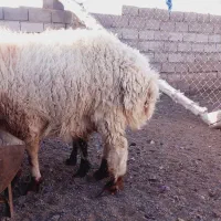 گوسفندوقوچ|حیوانات مزرعه|سربیشه, |دیوار