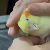 عروس هلندی|پرنده|سبزوار, امیر کبیر|دیوار