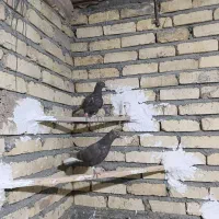 کفتر جوجه دم سفید قهوه ای|پرنده|فلاورجان, |دیوار