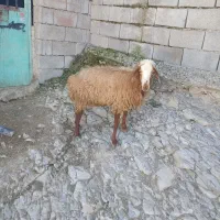 بره کاورمیش چهاردندان جوان دوشکم بره مرده