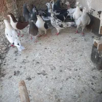 ۱۶ عدد کفتر نر پرشی مال یک بوم