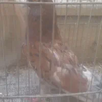 کبوتر سرخ سرور سر خ خال سیا