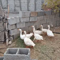 فروش تعدادی خرگوش و غاز|حیوانات مزرعه|میناب, |دیوار