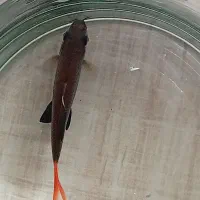 شارک دم قزمز