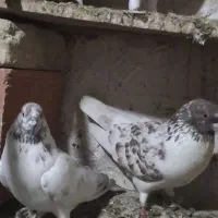 کبوتر|پرنده|گرگان, |دیوار