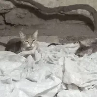 واگذاری گربه