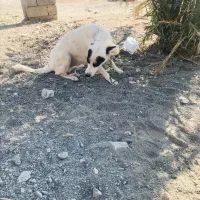 سگ واگذارمیشه|سگ|کهنوج, |دیوار