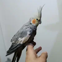 عروس هلندی ماده|پرنده|اهواز, کمپلو شمالی|دیوار