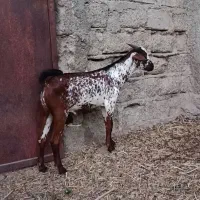 جفت نر و ماده بنگالوک|حیوانات مزرعه|چابهار, |دیوار