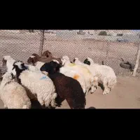 11عدد بره 7نر4ماده|حیوانات مزرعه|دره شهر, |دیوار