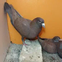 کبوتر