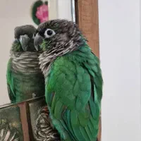 گرینچیک|پرنده|تهران, جنت‌آباد مرکزی|دیوار