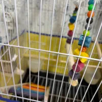 قفس پرنده باکلیه امکانات