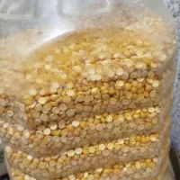 برنج نیم دانه ، لاشه،بلند دانه ایرانی هاشمی|خوردنی و آشامیدنی|مشگین شهر, |دیوار