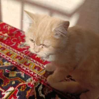 آقا لیو (با کل وسایل)|گربه|ارومیه, |دیوار