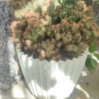 گل کاکتوس سخره و سانسوریا ۸ساله