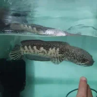 فروش چانا گلدن کبرا 25 سانتی فول گارد