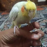 عروس هلندی|پرنده|سراوان, |دیوار