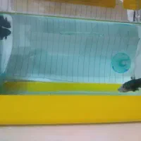 ماهی فایتر|ماهی|قم, نخودی|دیوار