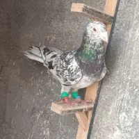 کفتر زدو خوردی