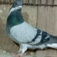 کفتر خرقه واز زری ابری